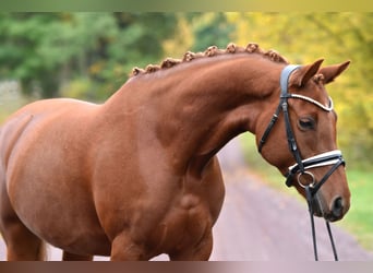 German Riding Pony, Mare, 5 years, 14,2 hh, Chestnut-Red