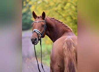 German Riding Pony, Mare, 5 years, 14,2 hh, Chestnut-Red