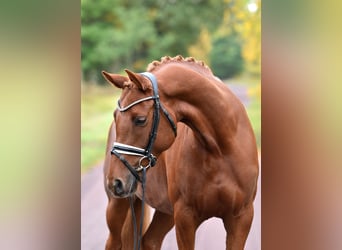 German Riding Pony, Mare, 5 years, 14,2 hh, Chestnut-Red