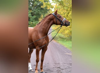 German Riding Pony, Mare, 5 years, 14,2 hh, Chestnut-Red