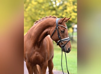German Riding Pony, Mare, 5 years, 14,2 hh, Chestnut-Red