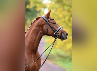 German Riding Pony, Mare, 5 years, 14,2 hh, Chestnut-Red