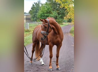 German Riding Pony, Mare, 5 years, 14,2 hh, Chestnut-Red