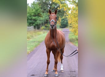 German Riding Pony, Mare, 5 years, 14,2 hh, Chestnut-Red