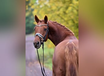 German Riding Pony, Mare, 5 years, 14,2 hh, Chestnut-Red