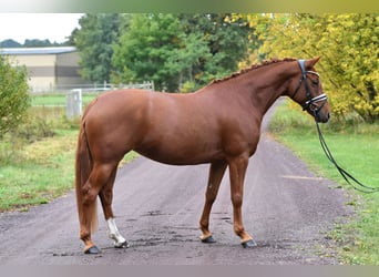German Riding Pony, Mare, 5 years, 14,2 hh, Chestnut-Red