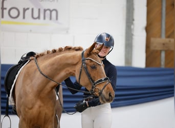 German Riding Pony, Mare, 5 years, 14,2 hh, Chestnut-Red