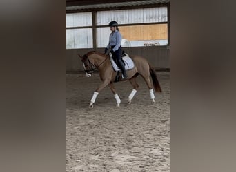 German Riding Pony, Mare, 5 years, 14,2 hh, Chestnut-Red