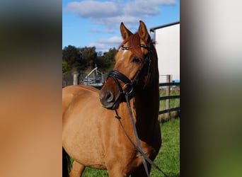 German Riding Pony, Mare, 5 years, 14,2 hh, Chestnut-Red