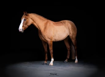 German Riding Pony, Mare, 5 years, 14,2 hh, Dun