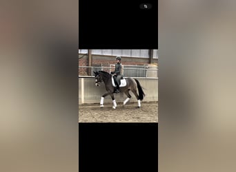 German Riding Pony, Mare, 5 years, 14,2 hh, Dun