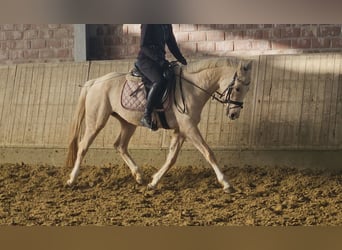 German Riding Pony, Mare, 5 years, 14,2 hh, Palomino