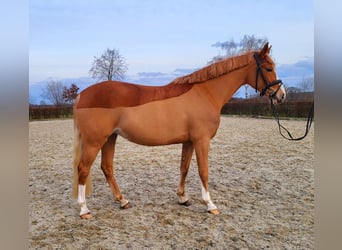 German Riding Pony, Mare, 5 years, 15.1 hh, Chestnut-Red