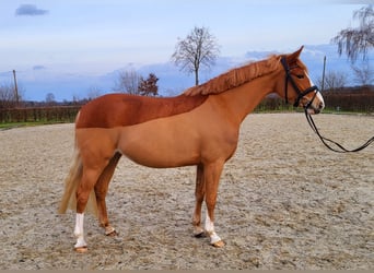 German Riding Pony, Mare, 5 years, 15.1 hh, Chestnut-Red