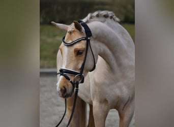 German Riding Pony, Mare, 5 years, 15,1 hh, Palomino