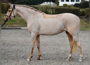 German Riding Pony, Mare, 5 years, 15,1 hh, Palomino