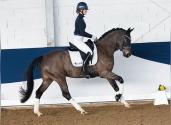 German Riding Pony, Mare, 5 years, 15,2 hh, Bay-Dark