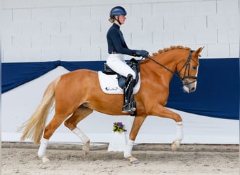 German Riding Pony, Mare, 5 years, 15.2 hh, Chestnut-Red