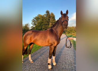 German Riding Pony, Mare, 5 years, 15 hh, Bay-Dark