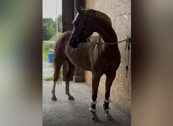 German Riding Pony, Mare, 5 years, 15 hh, Chestnut-Red