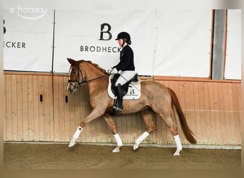 German Riding Pony, Mare, 5 years, 15 hh, Chestnut-Red