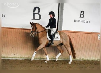 German Riding Pony, Mare, 5 years, 15 hh, Chestnut-Red