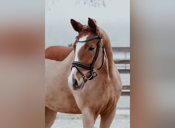 German Riding Pony, Mare, 5 years, 15 hh, Chestnut-Red
