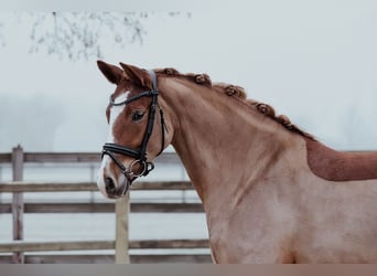 German Riding Pony, Mare, 5 years, 15 hh, Chestnut-Red