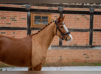 German Riding Pony, Mare, 5 years, 15 hh, Chestnut-Red