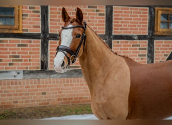 German Riding Pony, Mare, 5 years, 15 hh, Chestnut-Red