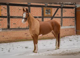 German Riding Pony, Mare, 5 years, 15 hh, Chestnut-Red
