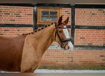 German Riding Pony, Mare, 5 years, 15 hh, Chestnut-Red