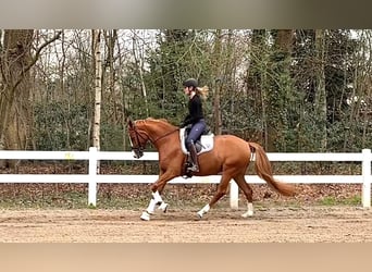 German Riding Pony, Mare, 5 years, 15 hh, Chestnut-Red