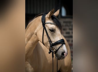 German Riding Pony, Mare, 5 years, 15 hh, Dun