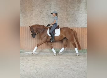 German Riding Pony, Mare, 5 years, 15,1 hh, Chestnut-Red