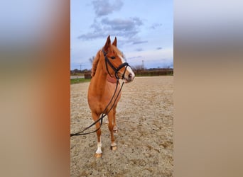 German Riding Pony, Mare, 5 years, 15,1 hh, Chestnut-Red
