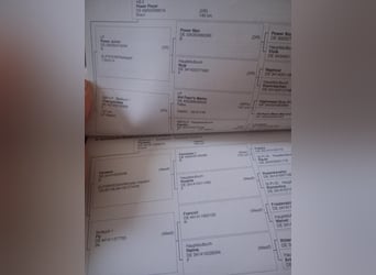 German Riding Pony, Mare, 5 years, 15,1 hh, Chestnut-Red