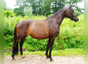 German Riding Pony, Mare, 6 years, 13.2 hh, Bay-Dark