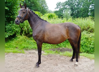 German Riding Pony, Mare, 6 years, 13.2 hh, Bay-Dark
