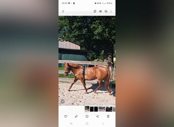 German Riding Pony Mix, Mare, 6 years, 13,2 hh, Chestnut-Red