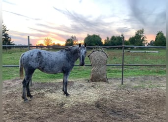 German Riding Pony Mix, Mare, 6 years, 13.2 hh, Grey-Fleabitten