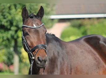 German Riding Pony, Mare, 6 years, 13.3 hh, Bay-Dark