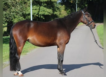 German Riding Pony, Mare, 6 years, 13.3 hh, Bay-Dark