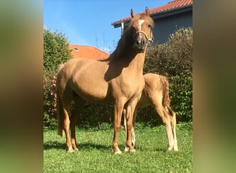 German Riding Pony, Mare, 6 years, 13,2 hh, Dun