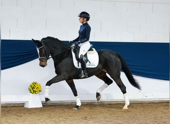 German Riding Pony, Mare, 6 years, 14,1 hh, Bay-Dark