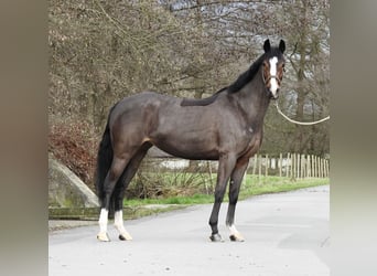 German Riding Pony, Mare, 6 years, 14,1 hh, Bay-Dark