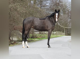 German Riding Pony, Mare, 6 years, 14,1 hh, Bay-Dark