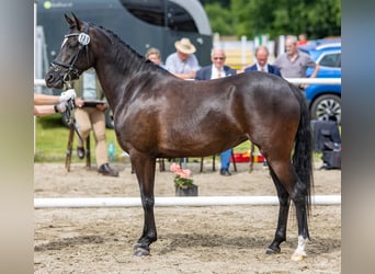 German Riding Pony, Mare, 6 years, 14.1 hh, Black