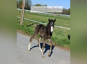 German Riding Pony, Mare, 6 years, 14.1 hh, Black