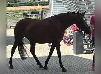 German Riding Pony, Mare, 6 years, 14.1 hh, Brown